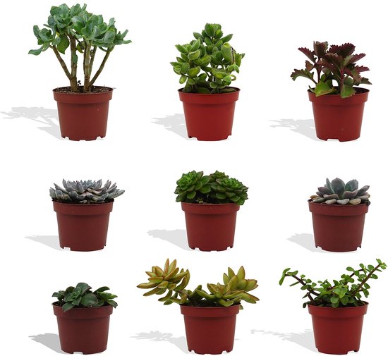 DutchLeafs Vetplanten Mix - 9 Stuks - Kwekerspot 10 cm - Hoogte 15-20 cm - Succulenten - Kamerplanten