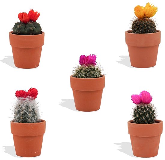 DutchLeafs Cactussen met Plakbloem in Terracotta Bloempot - 5 Stuks - Kwekerspot 5,5 cm - Hoogte 8-15 cm - Mini Cactussen - Kamerplanten