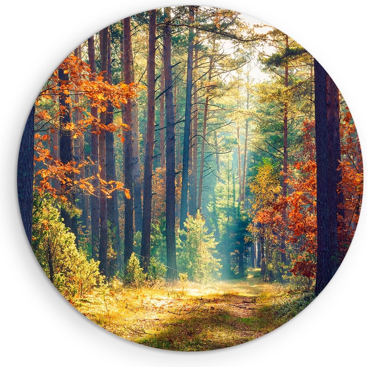 Saammp Forex Muurcirkel -Bos - Zonlicht - Herfst - Landschap - Natuur - Ø 30 - Wandcirkel - Wanddecoratie Cirkel - Muurdecoratie Woonkamer - Slaapkamer decoratie - Rond Schilderij