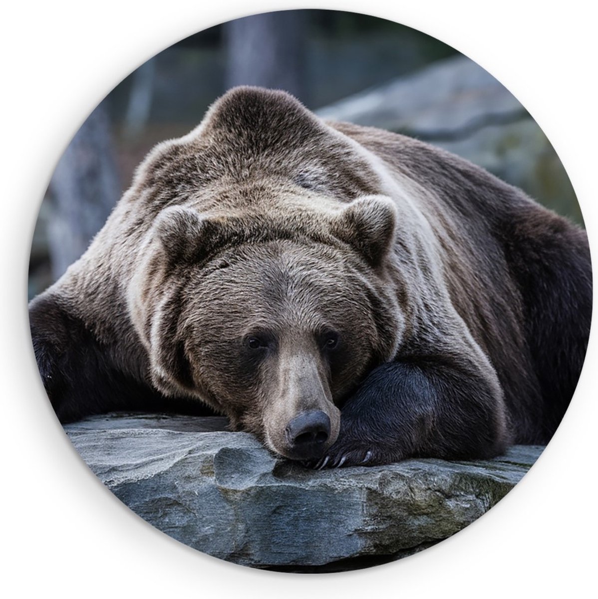 Saammp Muurcirkel Hout - Slapende Bruine Beer - Natuur - Dieren - Ø 70 - Wandcirkel - Wanddecoratie Cirkel - Muurdecoratie Woonkamer - Slaapkamer decoratie - Rond Schilderij