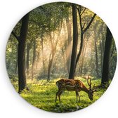 Saammp Muurcirkel Hout - Hertjes in het bos - Natuur - Dieren - Ø 60 - Wandcirkel - Wanddecoratie Cirkel - Muurdecoratie Woonkamer - Slaapkamer decoratie - Rond Schilderij