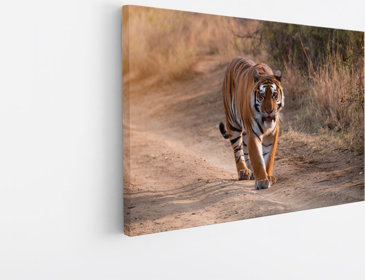 Saammp Canvas Schilderij - Tijger op de weg - Natuur - Dieren - 30x20 - Foto op canvas - Wanddecoratie - muurdecoratie Woonkamer - Slaapkamer decoratie - Canvas Print Multicolor