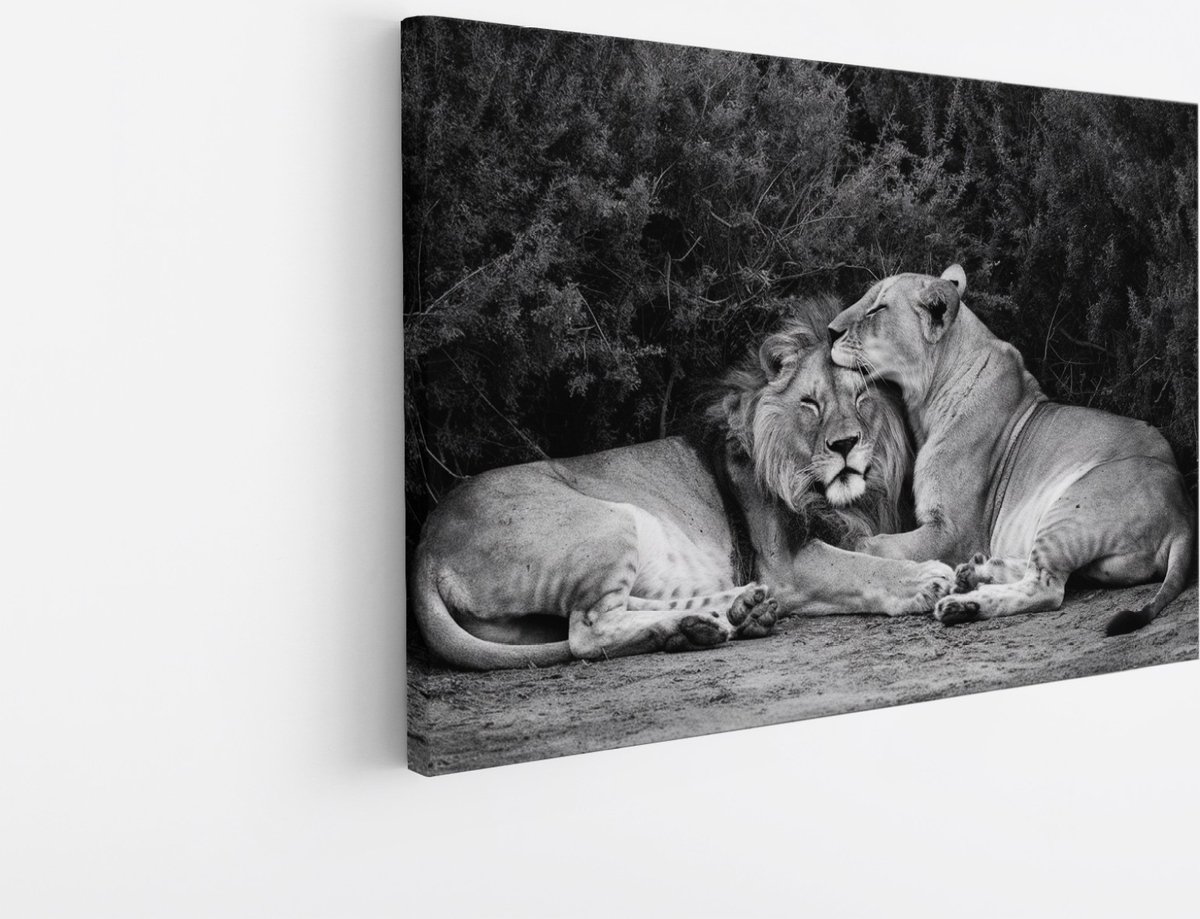 Saammp Canvas Schilderij - Leeuwen koppel tussen de planten - Dieren - Natuur - 150x100 - Foto op canvas - Wanddecoratie - Muurdecoratie Woonkamer - Slaapkamer decoratie - Canvas Print Multicolor
