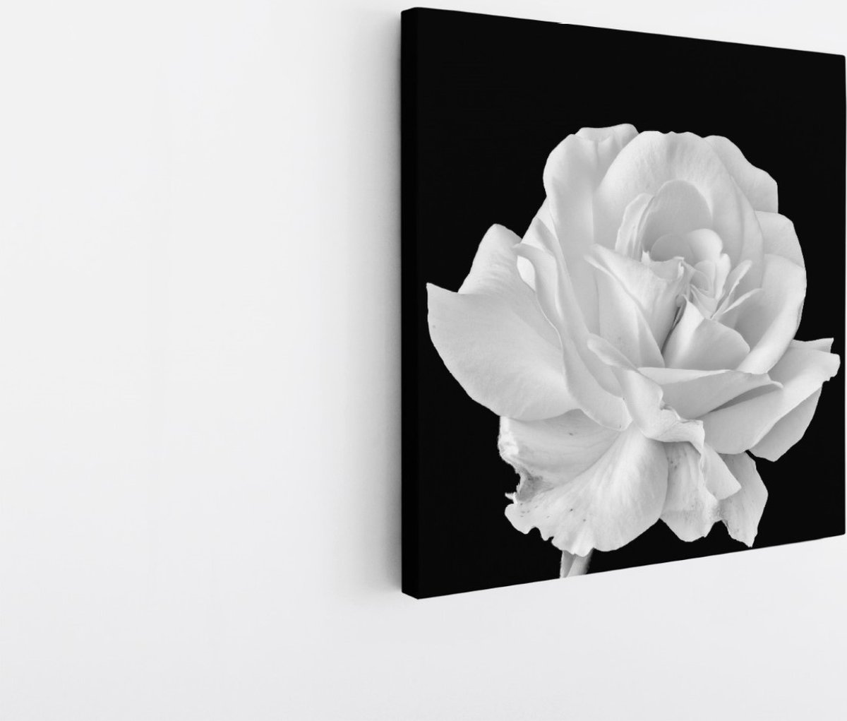 Saammp Canvas Schilderij - Witte Bloem - Natuur - 100x100 - Foto op canvas - Wanddecoratie - Muurdecoratie Woonkamer - Kantoor Decoratie Multicolor