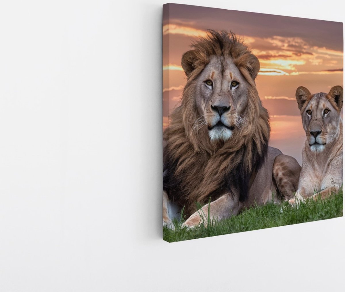 Saammp Canvas Schilderij - Leeuwenkoppel met afrikaanse zonsondergang - Dieren - Natuur - 60x60 - Foto op canvas - Wanddecoratie - Muurdecoratie Woonkamer - Slaapkamer decoratie - Canvas Print Multicolor
