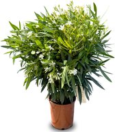Sunny Tree - Plant - Oleander- Nerium Oleander - 80-100 cm - Kleur Wit - Buitenplant