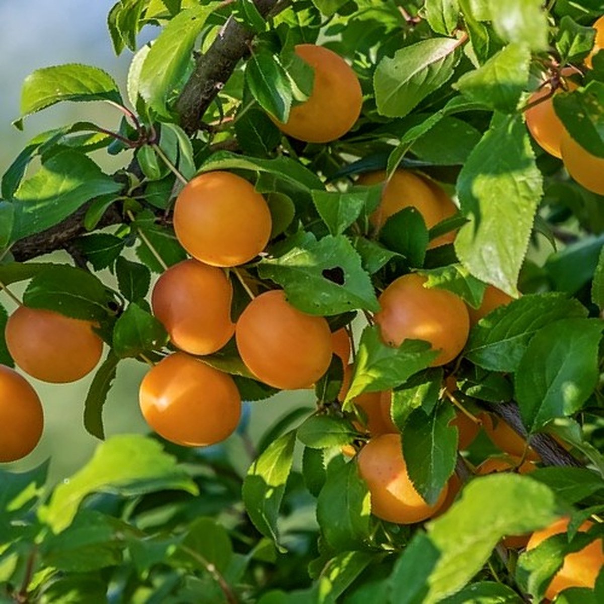 Prunus Domestica ‘Mirabelle de Nancy’, Pruimenboom, 5 liter pot
