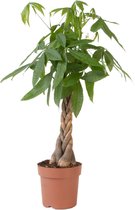 Plant in a Box - Pachira Aquatica - Kamerplant - Geldboom - Pot 24cm - Hoogte 100-120cm