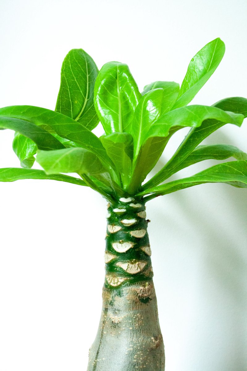 Ikhebeencactus | Brighamia Insignes | Hawaiian Palm | 12 cm pot | 25 cm hoog| Bijzondere kamerplant