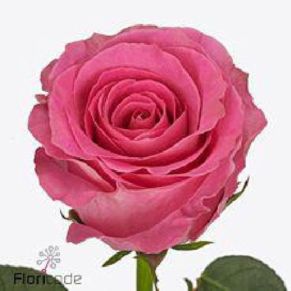 10x Rosa water game 40cm