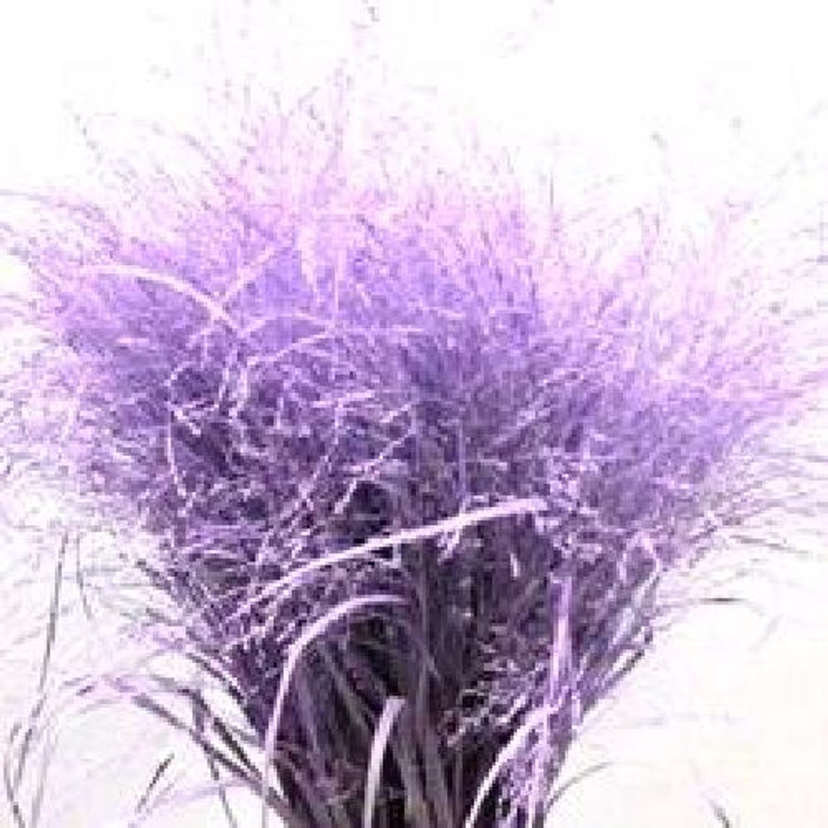 50x Gs panicum milka 80cm