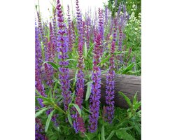 Bosalvia (Salvia Nemorosa) - Bossalie Caradonna - Vaste planten - Bijen-Vlinders - Snijbloemen - Voorjaarsbollen - bloeit in Mei / Juni / Juli