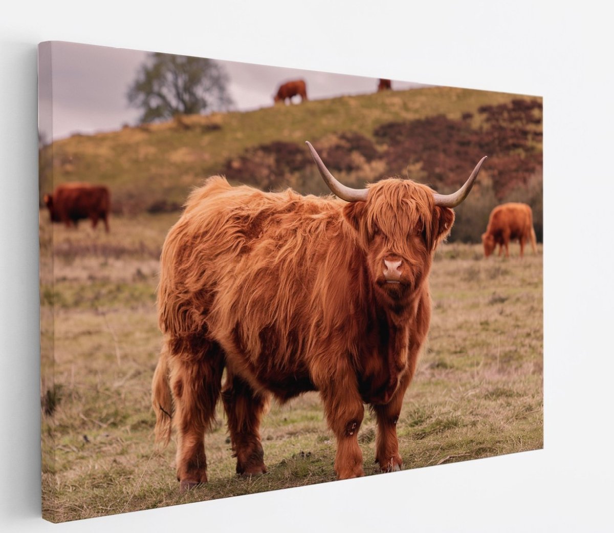 Saammp Canvas Schilderij - Schotse Hooglander Koe bij een meer - Dieren - Natuur - 50x40 - Foto op canvas - Wanddecoratie - muurdecoratie Woonkamer - Slaapkamer decoratie - Canvas Print Multicolor