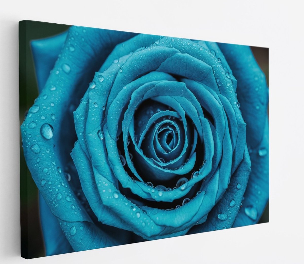 Saammp Canvas Schilderij - Blauwe Roos Met Waterdruppels - Natuur - Abstract - 70x50 - Foto op canvas - Wanddecoratie - Muurdecoratie Woonkamer - Kantoor Decoratie Multicolor