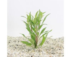 Moerings Hygrophila angustifolia in bos met loodje Waterplant