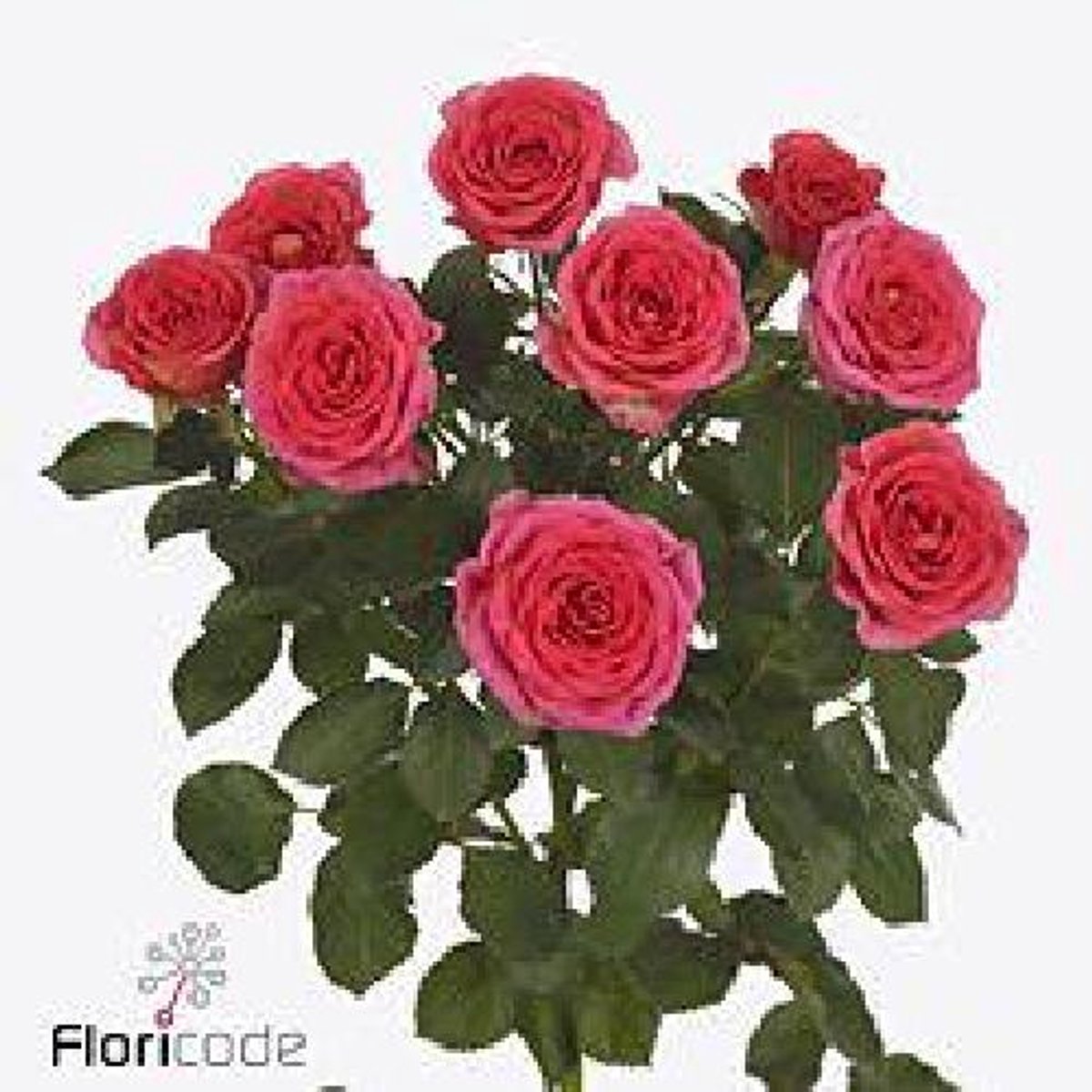 10x Rosa chimo 50cm