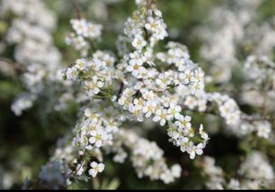 Gros plan de petites fleurs blanches à étamines jaunes, avec un fond flou.