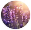 Lavendel, Paars