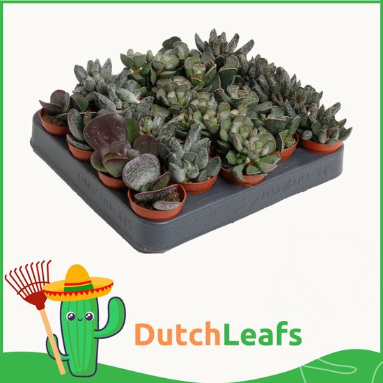 Vetplanten kopen? - 150 Soorten - Snel Geleverd