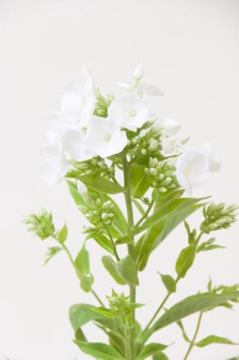 25x Phlox icecap 70cm