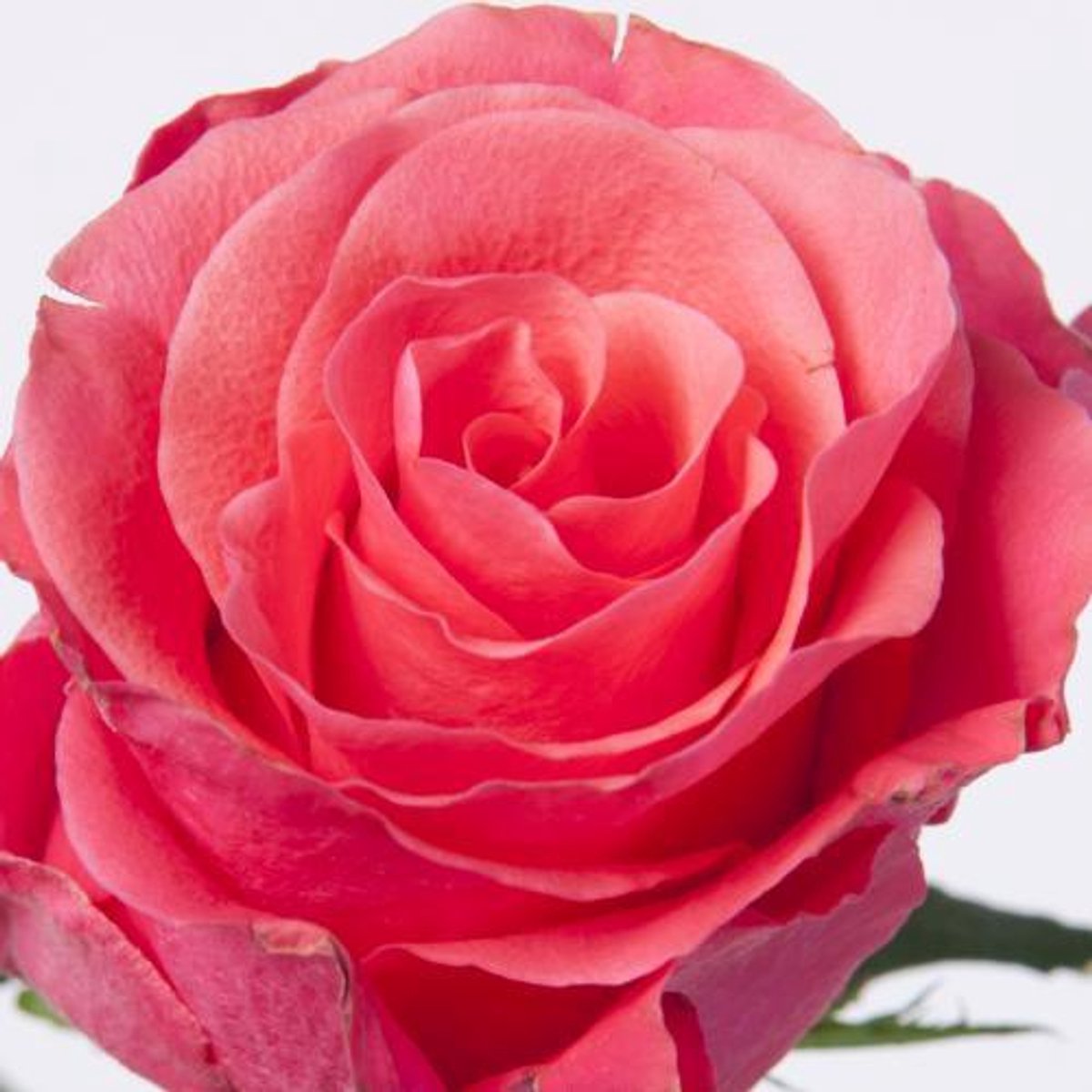 10x Rosa pink tacazzi+ 50cm