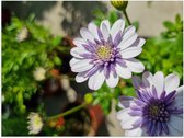 Poster (Mat) - African Daisy Bloemen Wit met Paars in Bloemenpot - 80x60 cm Foto op Posterpapier met een Matte look