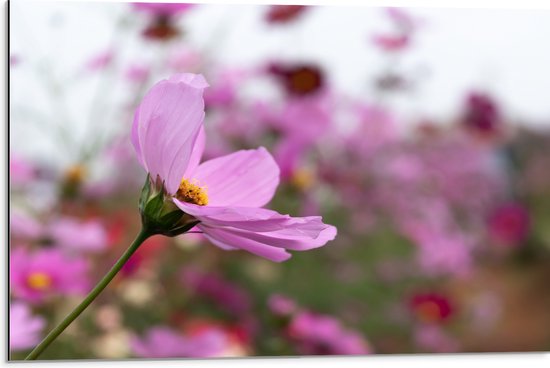 Dibond - Paarse Cosmea Bloem in Paars en Roze Bloemenveld - 75x50 cm Foto op Aluminium (Met Ophangsysteem)