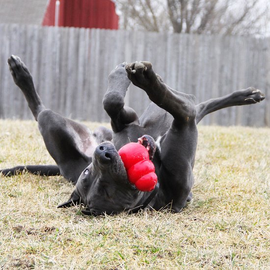 Grote donkere hond rolt op zijn rug met een rood KONG speeltje.