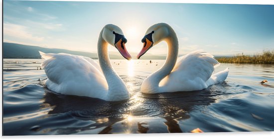 Dibond - Twee zwanen drijven op het waten en vormen samen een hart - 100x50 cm Foto op Aluminium (Met Ophangsysteem)