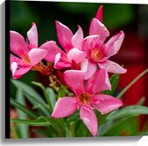Canvas - Bloemen - Roze - Bladeren - Natuur - 60x60 cm Foto op Canvas Schilderij (Wanddecoratie op Canvas)