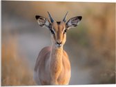 Acrylglas - Vooraanzicht van Antilope op Bospad - 80x60 cm Foto op Acrylglas (Met Ophangsysteem)