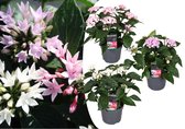 Plant in a Box - Starcluster Pentas - Rubiaceae - Mix van 3 - Bloeiende kamerplant - Pot 13cm - Hoogte 25-45cm