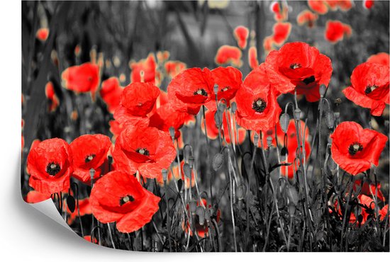 Fotobehang Klaprozen Bloemen