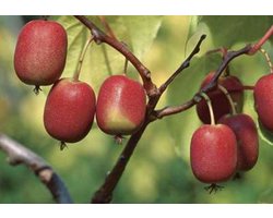 Actinidia arguta 'Ken's Red' (vrl) - Kiwibes, minikiwi, baby kiwi, kiwiberry 50- 60 cm in pot