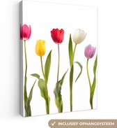 Tableau sur toile Tulipes - Fleurs - Wit - Nature morte - 60x80 cm - Décoration murale