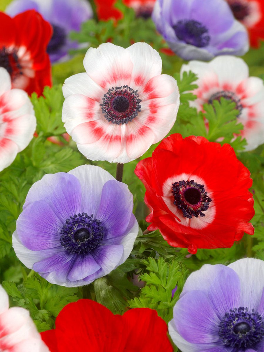 50x Anemoon 'De caen gemengd coronaria' - BULBi® Bloembollen met bloeigarantie