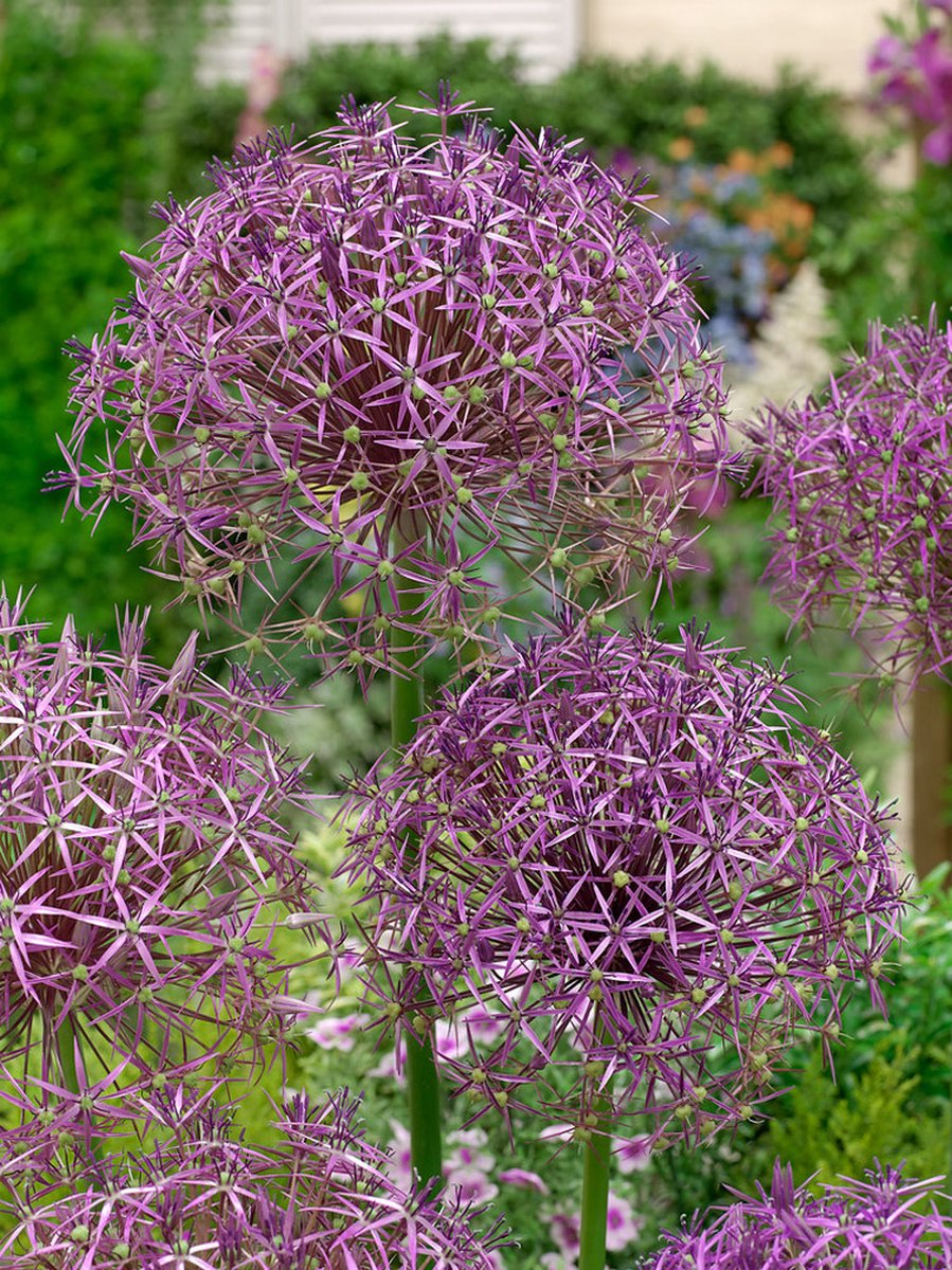 15x Allium 'Christophii' - BULBi® Bloembollen met bloeigarantie