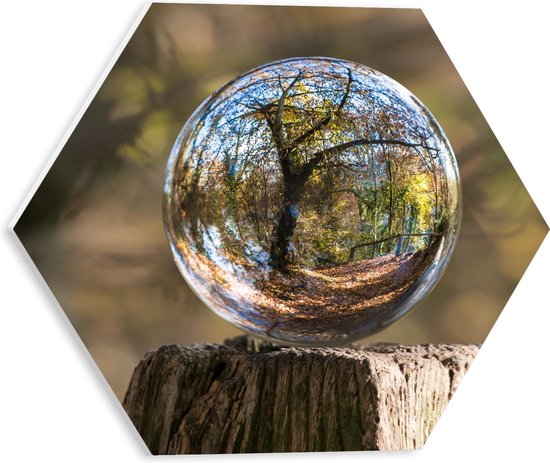 PVC Schuimplaat Hexagon - Bubbel - Boom - Hout - Reflectie - Bos - 30x26.1 cm Foto op Hexagon (Met Ophangsysteem)