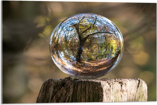 Acrylglas - Bubbel - Boom - Hout - Reflectie - Bos - 75x50 cm Foto op Acrylglas (Met Ophangsysteem)