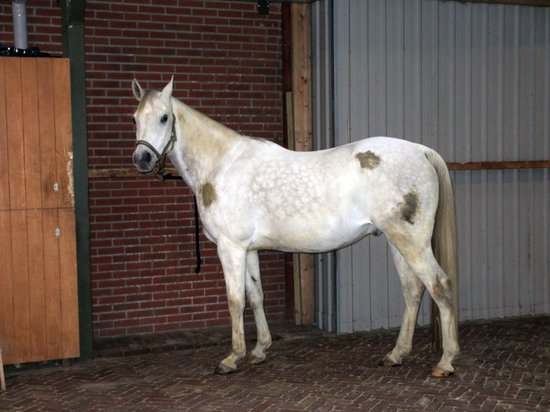 Excellent Hi Gloss Clean Spray - Voor het verwijderen van vuil op het paard - Geschikt voor paarden - 500 ml - Holland Animal Care