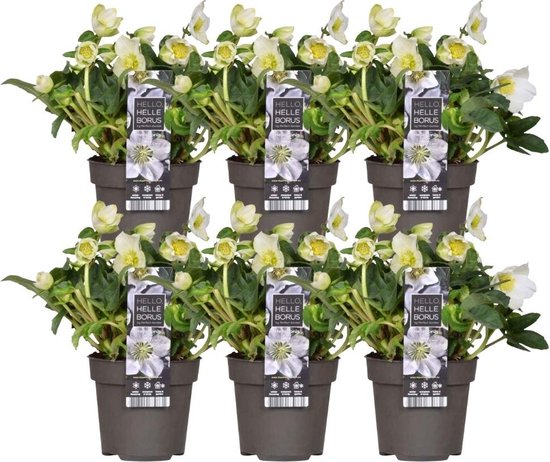 Plants by Frank | Set van 6 kerstroos planten | 6x Helleborus niger 'Christmas Carol' | 12 cm Ø | 20 cm  | Winterharde kerstroos planten | Tuinplanten | Planten