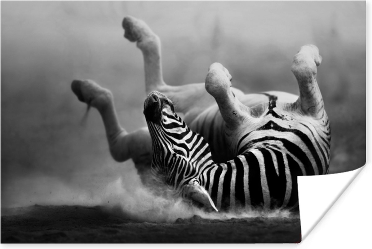 Poster Zebra - Dieren - Zwart - Wit - 90x60 cm