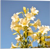 Acrylglas - Witte Graflelie Bloemen voor Heldere Lucht als Achtergrond - 50x50 cm Foto op Acrylglas (Met Ophangsysteem)