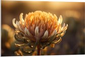 Acrylglas - Oranje Leucospermum Cordifolium Bloem Bij Zonsondergang Licht - 105x70 cm Foto op Acrylglas (Met Ophangsysteem)