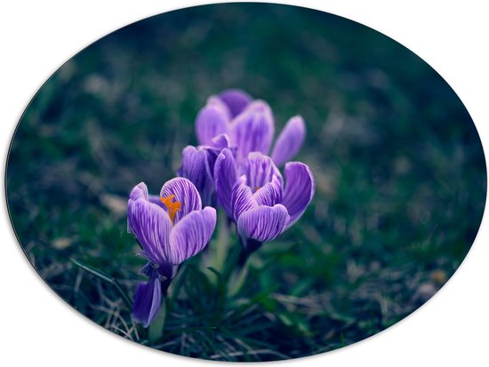 Dibond Ovaal - Paarse Bonte Krokus Bloemen met Donkere Achtergrond - 108x81 cm Foto op Ovaal (Met Ophangsysteem)