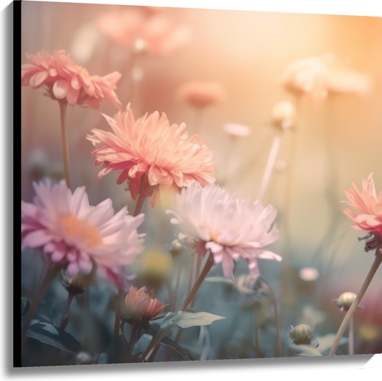 Canvas - Roze Chrysanten met Wazige Achtergrond en Oranje Zonlicht - Bloemen - 100x100 cm Foto op Canvas Schilderij (Wanddecoratie op Canvas)