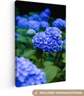 Canvas Schilderij Close up blauwe hortensia bloemen - 60x90 cm - Wanddecoratie