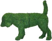 Hond Beagle - Mos