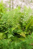 3 stuks | Dryopteris filix-mas P9 cm