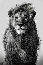 Lion in the wild II - 60cm x 90cm - Fotokunst op akoestisch schilderij | Wanddecoratie